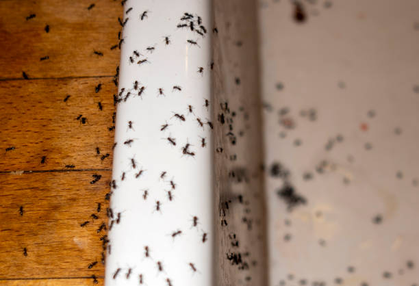 Pest Control for Restaurants in Stamford, CT