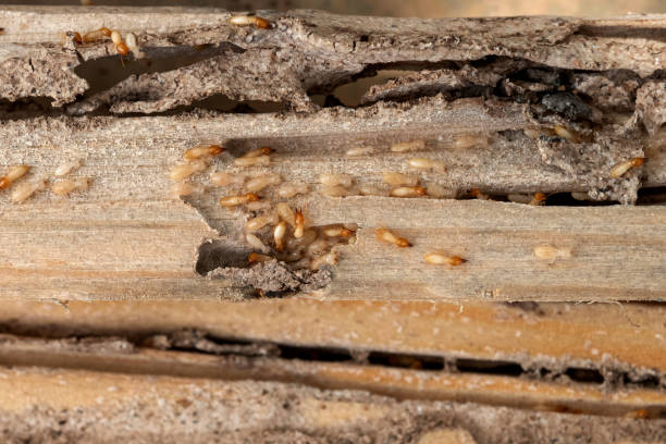 Best Mosquito Control Services  in Stamford, CT